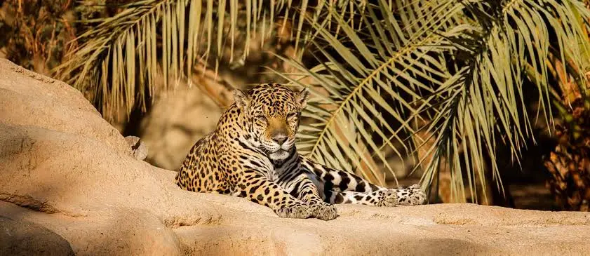 Best Places to Visit in Kalba and Khorfakkan: Perfect Itinerary for Your UAE Long Holiday 7 Best Places to Visit in Kalba and Khorfakkan