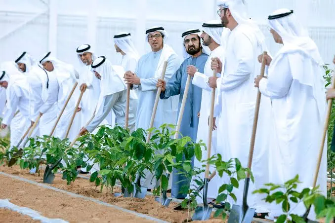 Tree Plantation Project in Dubai: 300,000 New Trees as Green Transformation 3 Tree Plantation Project in Dubai