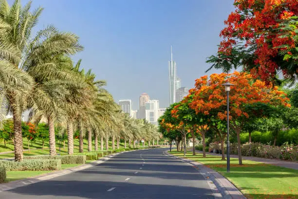 Tree Plantation Project in Dubai: 300,000 New Trees as Green Transformation 1 Tree Plantation Project in Dubai