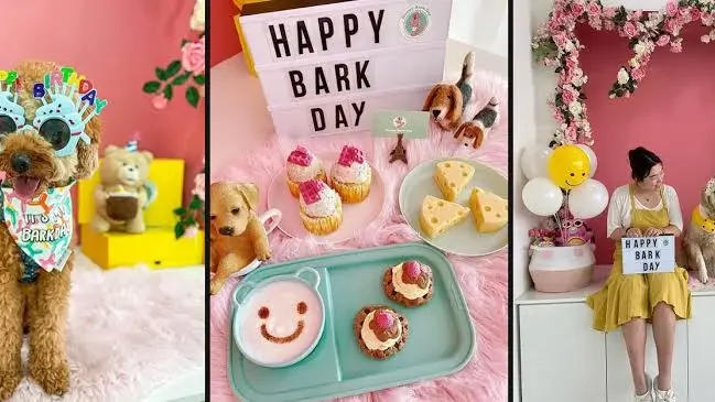 Top Pet Friendly Cafes in Dubai