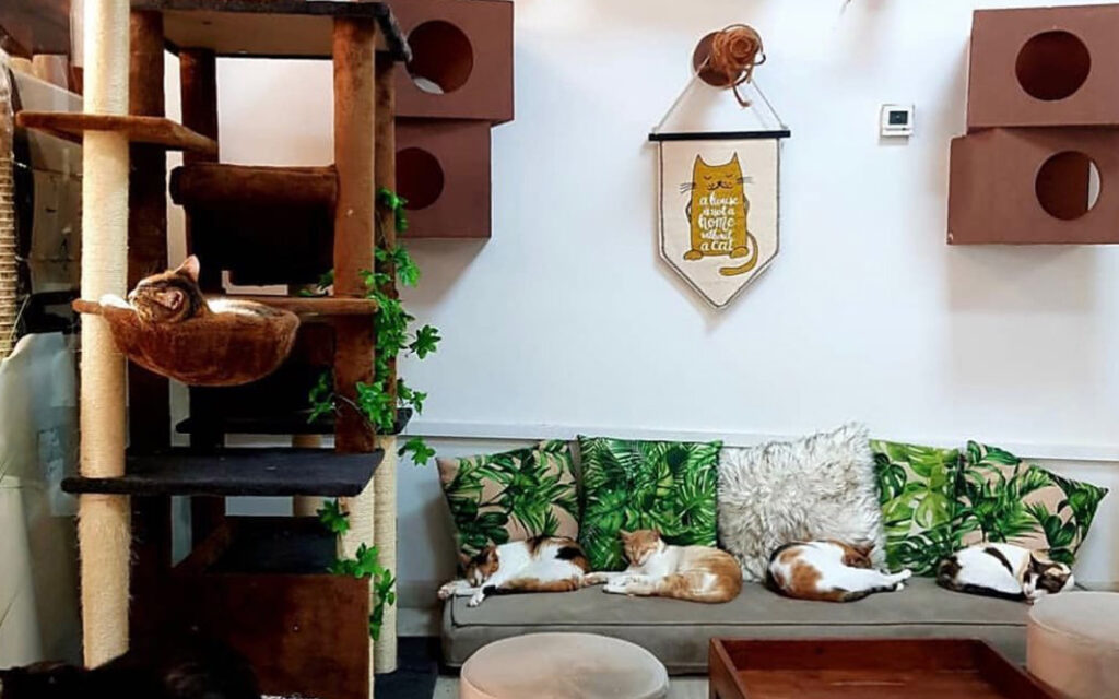 Top 12 Unique Restaurants in Dubai You Need to Try 11 Ailuromania Cat Cafe